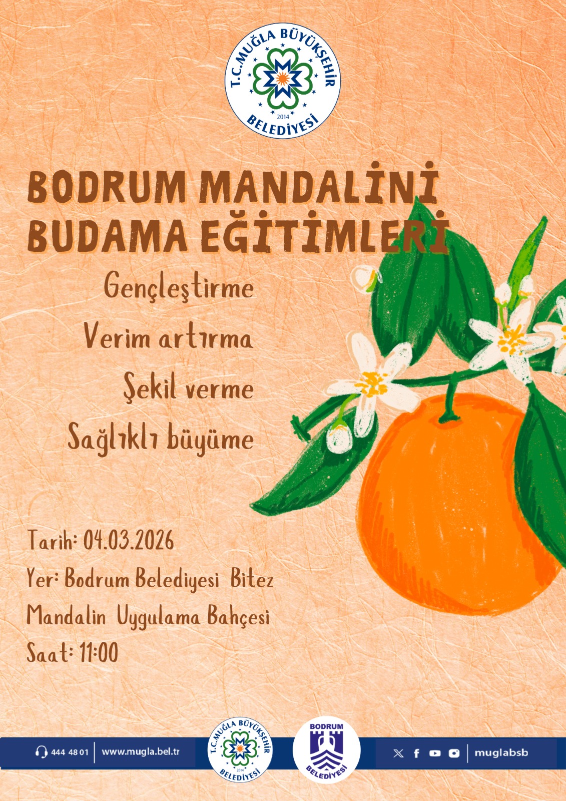 Bodrum Mandalini Budama Eğitimleri