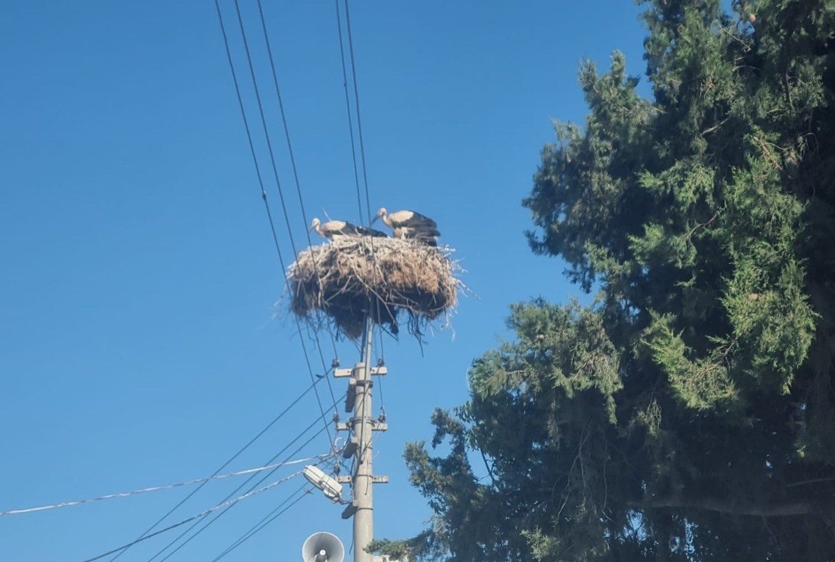 Büyükşehir’den Leylekler İçin Güvenli Yuva